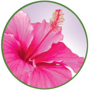 HIBISCUS